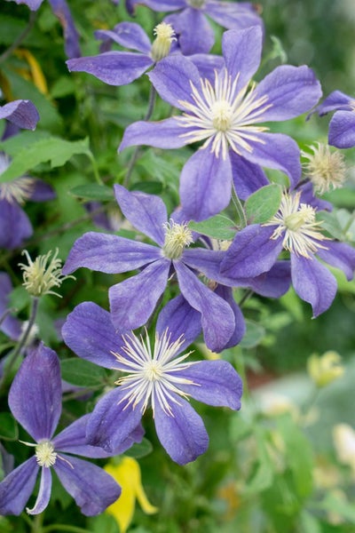 Clematis integrifolia 'Arabella', Stauden-Waldrebe, blauviolett, 40–60 cm