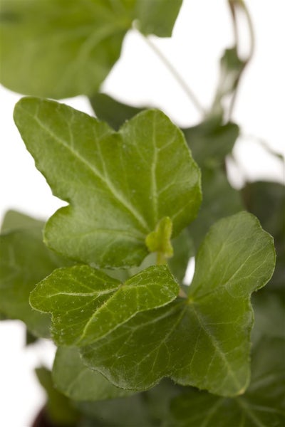 Hedera helix 'Wonder', Efeu, ca. 9x9 cm Topf