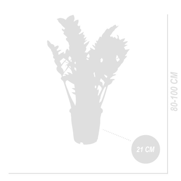 Bloomique - Zamioculcas Zamiifolia - Glücksfeder - Zimmerpflanzen Groß - Sehr Pflegeleicht - Luftreinigend - Höhe 80-90 cm - Topf 21 cm