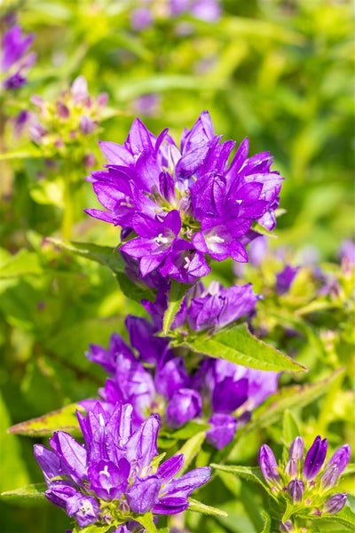 Campanula glomerata 'Acaulis', Glockenblume, violett, ca. 9x9 cm Topf