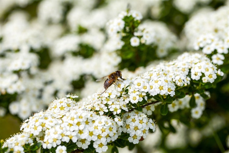 Spiraea arguta, Brautspiere, weiß, 60–80 cm