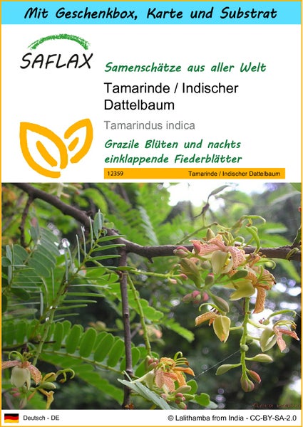 SAFLAX Geschenk Set - Tamarinde / Indischer Dattelbaum - Tamarindus indica - 4 Samen - Mit Geschenkbox, Versandaufkleber, Geschenkkarte und Anzuchtsubstrat