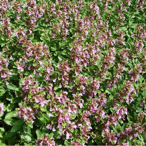 Blühende Kriechende Günsel Pflanze