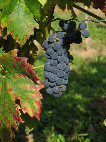 Eine Traube reifer dunkler Weintrauben an einem Weinstock mit herbstlich verfärbten Weinblättern im Weinberg.