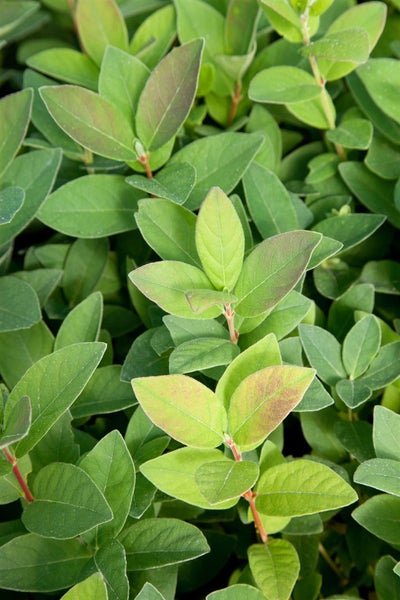 Lonicera kamtschatica 'Blue Velvet' -R-, Honigbeere, 30–40 cm