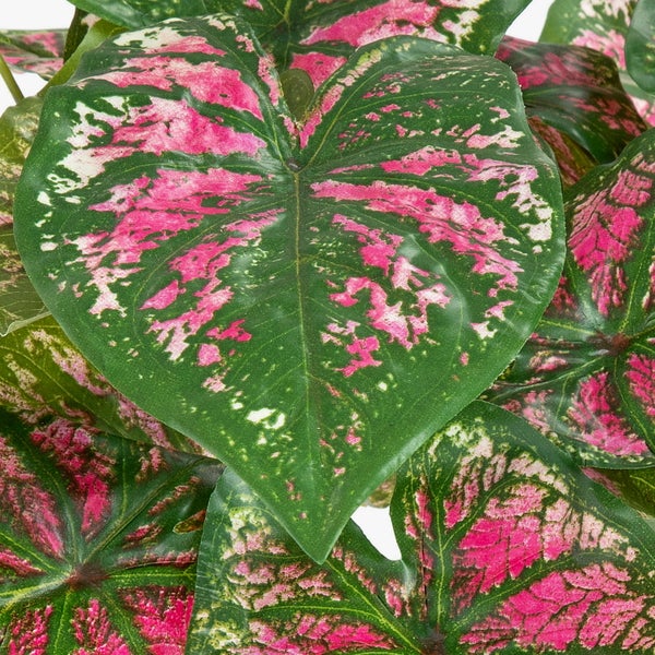 Detailansicht der herzförmigen Blätter einer Caladium Pflanze mit grüner Umrandung und rosa-weißen Flecken.