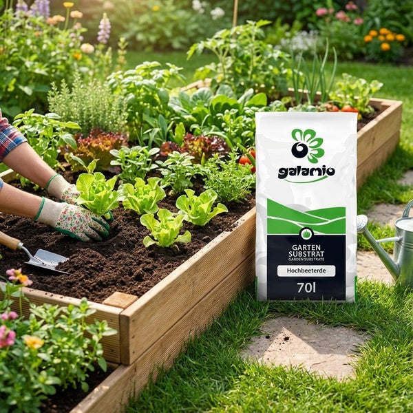 Person pflanzt Salat in ein hölzernes Hochbeet mit Erde, daneben ein 70 Liter Sack Galamio Garten Substrat Hochbeeterde in einem hellen Garten.