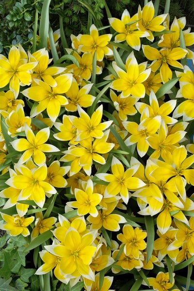 Nahaufnahme von gelb-weissen Wildtulpen im Garten.