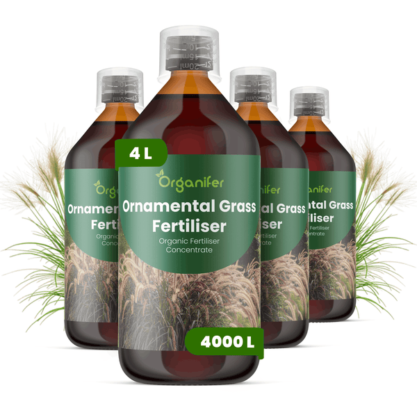 Organifer Ziergrasdünger Konzentrat, vier Flaschen zu je 4 Liter, organischer Flüssigdünger für Ziergräser.