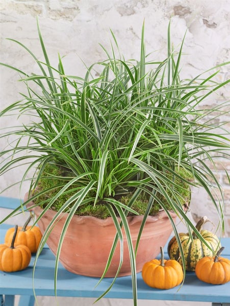 Carex foliosissima 'Irish Green', Ziergras, ca. 9x9 cm Topf