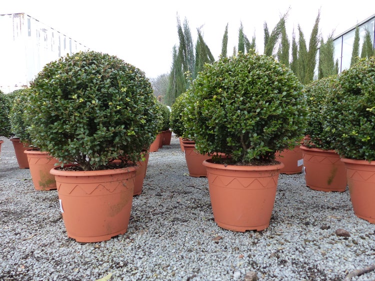 2 Stück PREMIUM Ilex crenata Stokes Kugel rund Ø 35 cm Buchsbaum Ersatz winterhart + robust