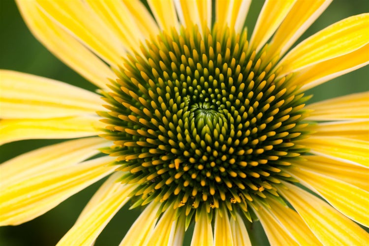 Nahaufnahme einer gelben Kegelblume
