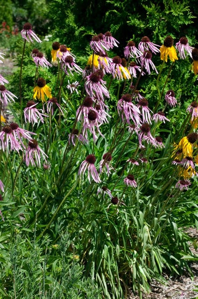 Echinacea pallida, blassrosa, ca. 9x9 cm Topf