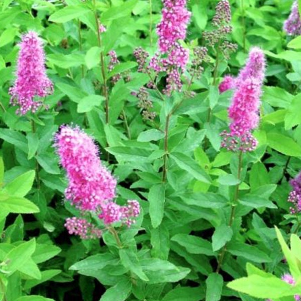 Spierstrauch mit pinkfarbenen Blüten und grünen Blättern.