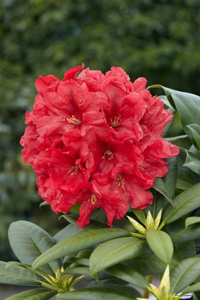 Rhododendron Hybr. 'Rabatz' -R-, INKARHO, rot, 30–40 cm