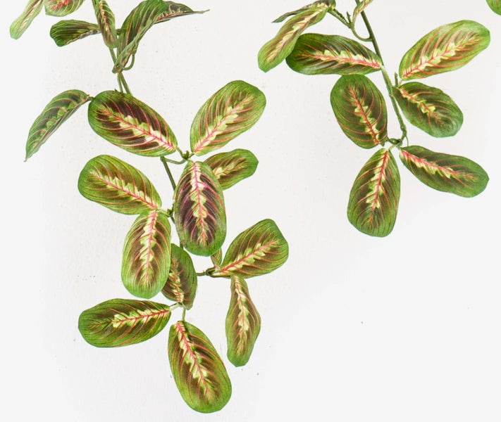 Nahaufnahme der schmalen, grünen Blätter eines Drachenbaums Dracaena marginata.