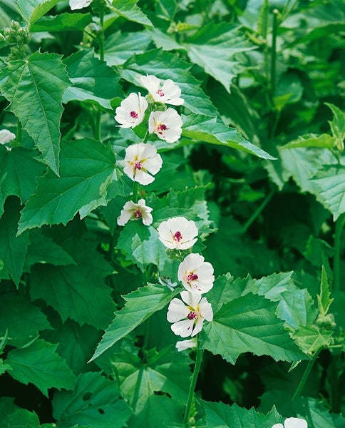 Althaea officinalis, Eibisch, ca. 9x9 cm Topf, heilkräftig
