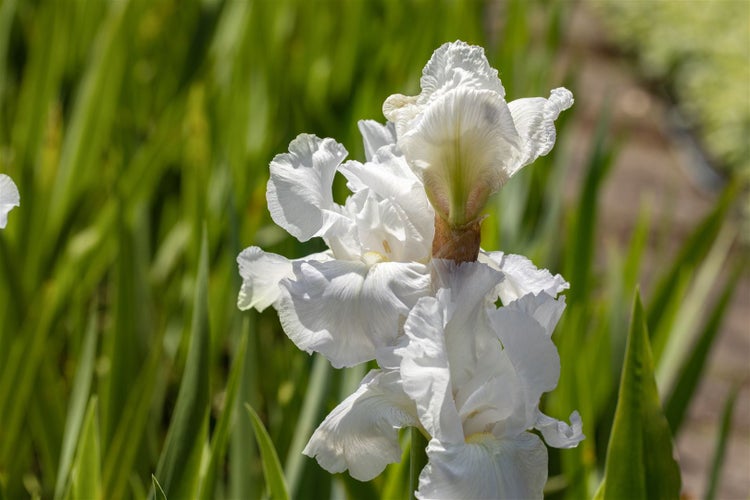 Iris x barb.-elat. 'Cliffs of Dover', weiß, ca. 11x11 cm Topf