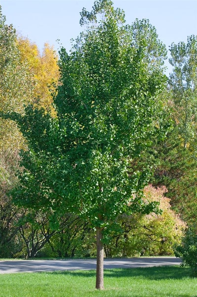 Ginkgo biloba 'Princeton Sentry', Fächerblattbaum, 80–100 cm