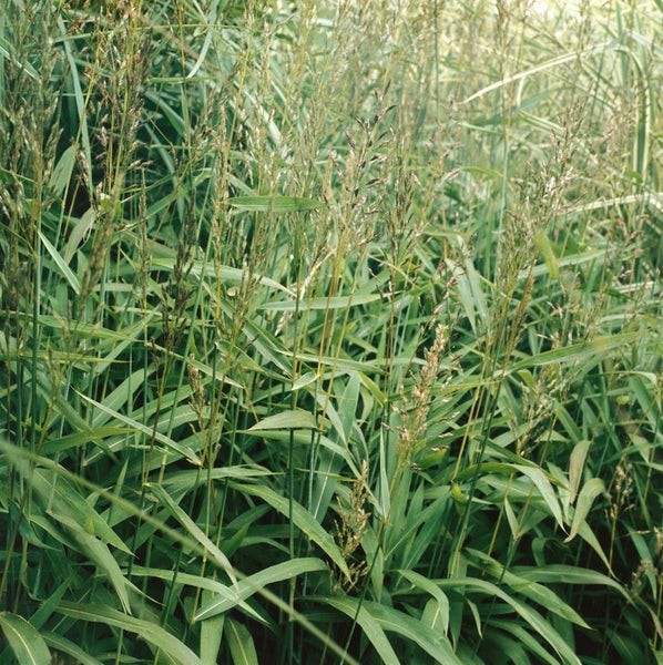 Detailaufnahme von Rohr-Pfeifengras im Garten