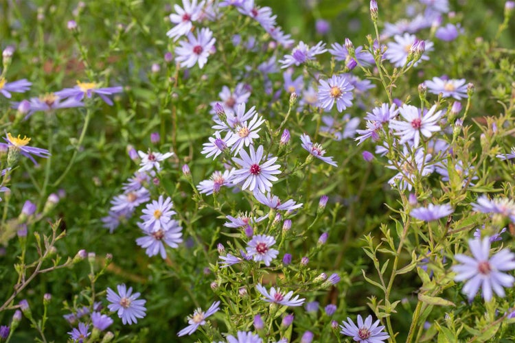 Aster cordifolius 'Little Carlow', Herz-Aster, lavendelblau, ca. 11x11 cm Topf