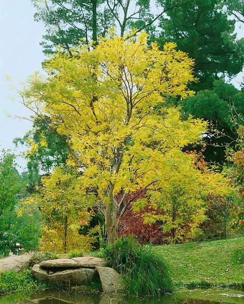 Sophora japonica, Japanischer Schnurbaum, 80–100 cm