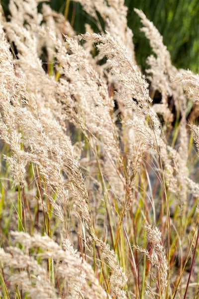 Achnatherum calamagrostis, Silberährengras, ca. 9x9 cm Topf