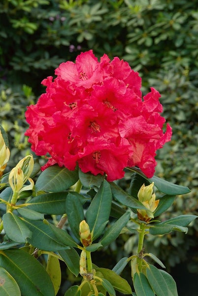 Rhododendron Hybr. 'Roter Korsar', rot, 40–50 cm