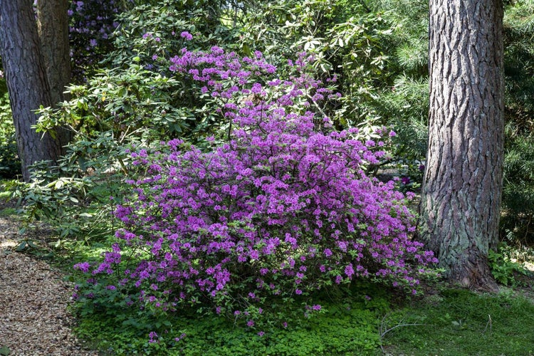 Blühender Rhododendron-Strauch mit lila Blüten im Garten neben einem Baumstamm.