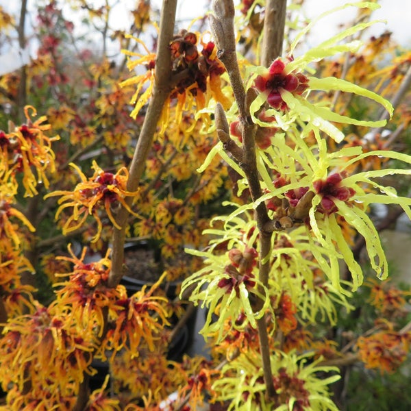 Nahaufnahme einer Zaubernuss mit gelben und roten Blüten