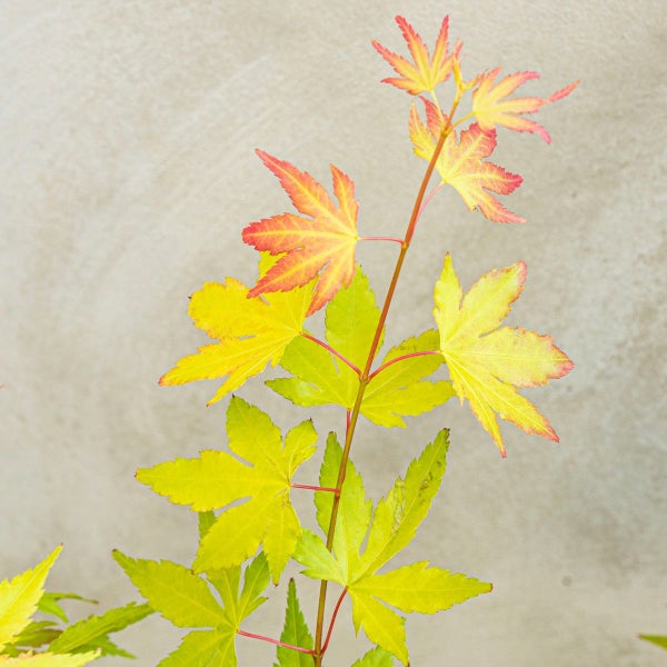 Japanischer Ahorn mit gelben und rötlichen Blättern an einem Zweig.
