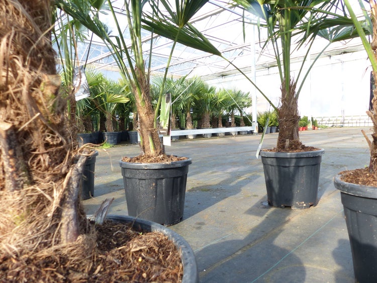 Trachycarpus fortunei 140 - 170 cm Palme Hanfpalme, winterhart bis -18°C