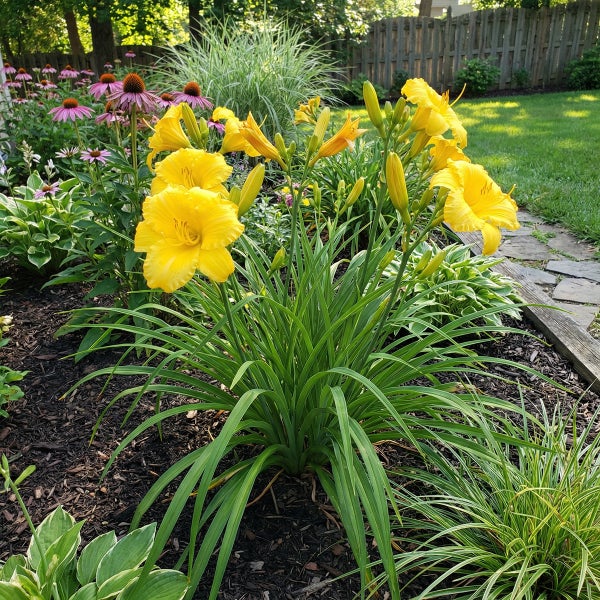 Gelbe Taglilien mit leuchtenden Blüten und grünen Blättern in einem hellen Gartenbeet mit Mulch, rosa Sonnenhut und Ziergras.