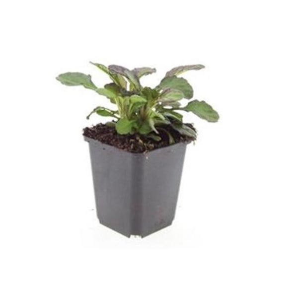 Bodendecker - Großblättriger Günsel - Ajuga reptans 'Catlin's Giant' - 9cm Topf - Set mit 12 Pflanzen