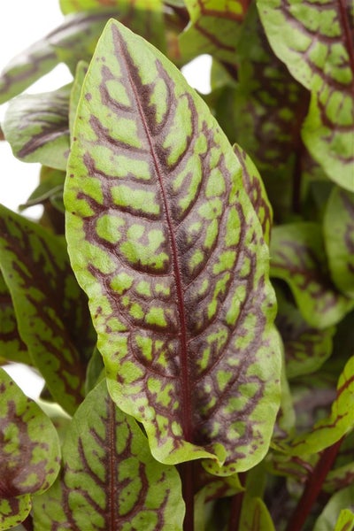 Rumex sanguineus, Blutampfer, dekoratives Laub, ca. 9x9 cm Topf