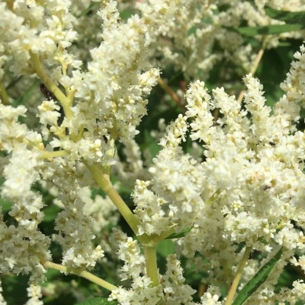 Blütenstand mit zahlreichen kleinen, weißen Blüten