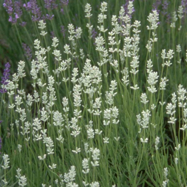 Nahaufnahme von Lavendelblüten