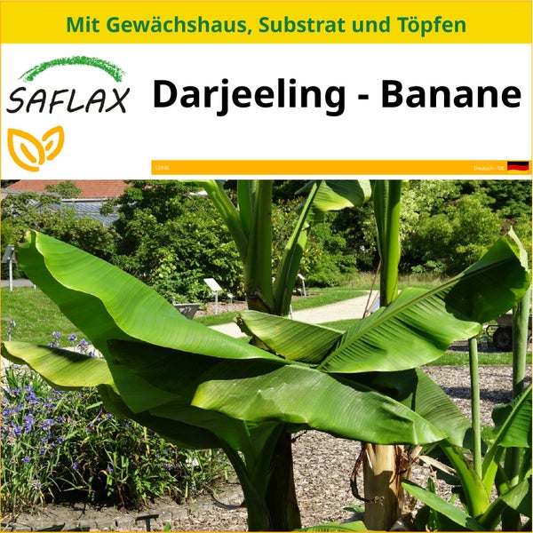 SAFLAX Anzucht Set - Darjeeling - Banane - Musa sikkimensis - 5 Samen - Mit Mini-Gewächshaus, Anzuchtsubstrat und 2 Töpfen