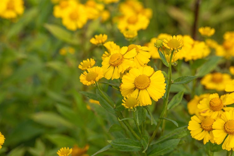 Helenium x cult.'Kanaria', Sonnenbraut, gelb, ca. 11x11 cm Topf