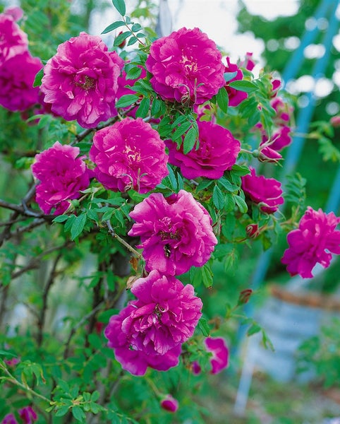 Rosa 'Hansa', Rugosa-Rose, purpurrot, 5-7,5 Liter Container