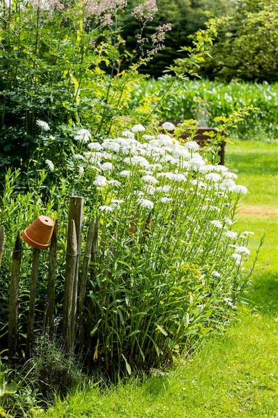 Leucanthemum x superbum 'Wirral Supreme', Margerite, weiß, ca. 9x9 cm Topf