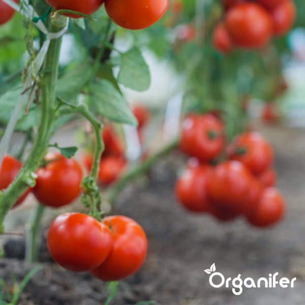 Tomatenpflanze mit reifen roten Tomaten im Garten