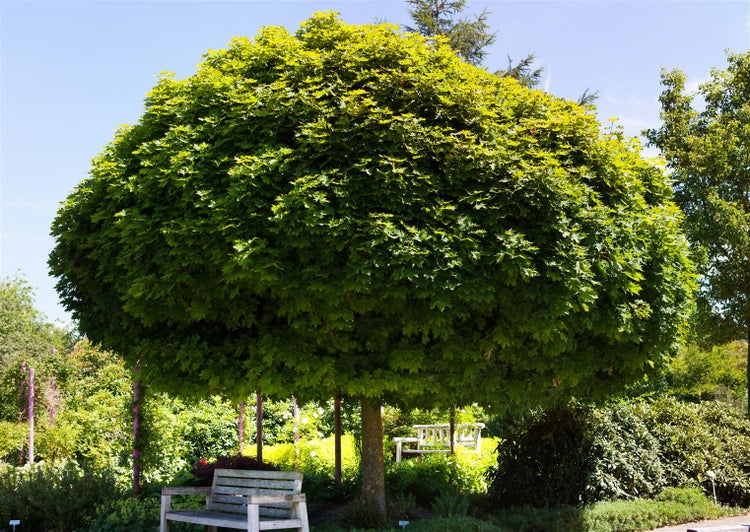 Acer platanoides 'Globosum', Kugelahorn, 80 cm Stammhöhe