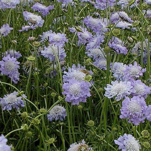 Nahaufnahme eines Feldes mit Scabiosa-Blüten