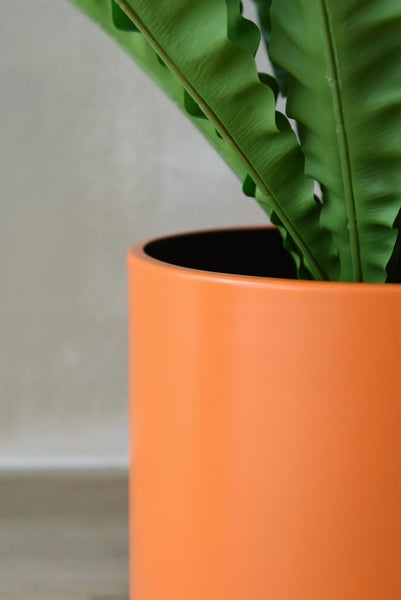 Detailaufnahme eines orangefarbenen runden Pflanztopfes mit einer grünen Zimmerpflanze mit gewellten Blättern.