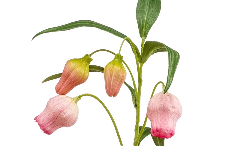 Künstlicher Sandersonia-Zweig mit rosa glockenförmigen Blüten und grünen Blättern.