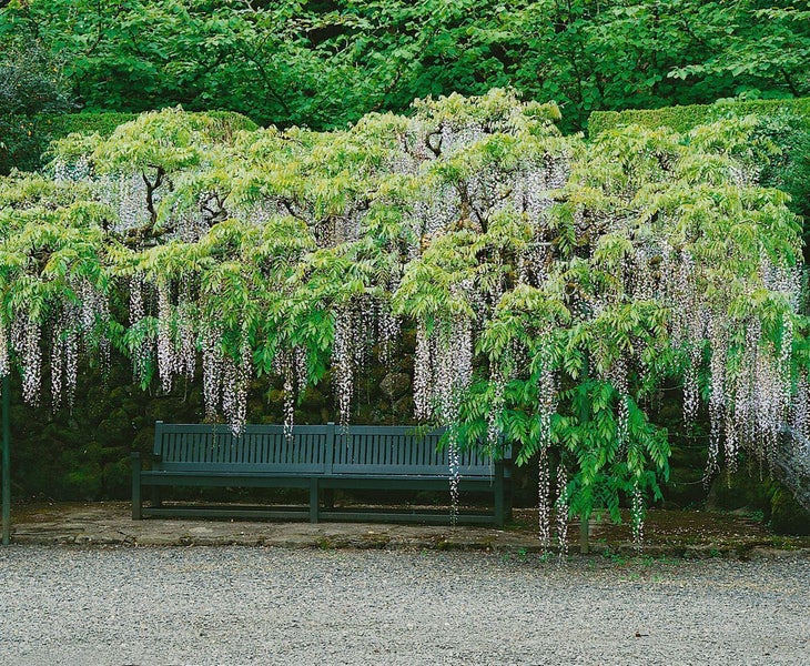 Wisteria floribunda 'Macrobotrys', Japanische Blauregen, 60–100 cm