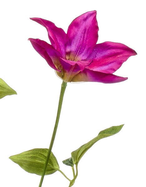 Lilafarbene Clematis-Blüte mit grünem Stängel und Blättern.