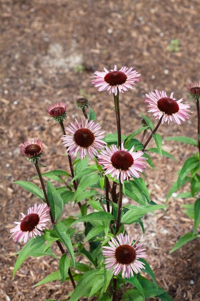 Echinacea purpurea 'Augustkönigin', Sonnenhut, rosa, ca. 11x11 cm Topf