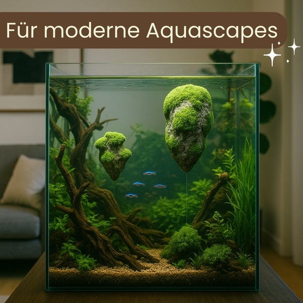 Modernes Aquarium mit Pflanzen und Dekorationen für Aquascaping